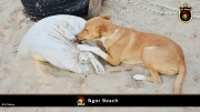 Ngor Beach 010