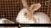 FC Wien Tierfarm 004