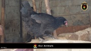 FC Wien Tierfarm 006