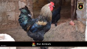 FC Wien Tierfarm 007
