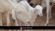 FC Wien Tierfarm 027