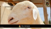 FC Wien Tierfarm 040