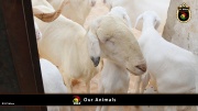 FC Wien Tierfarm 057