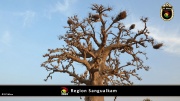 Region Sangualkam 010