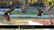 Universtität von Dakar 054