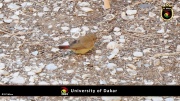 Universtität von Dakar 058