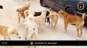 Tiere in Senegal 020