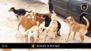 Tiere in Senegal 022