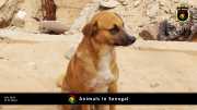 Tiere in Senegal 026