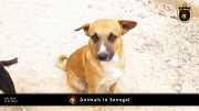 Tiere in Senegal 031