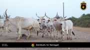 Tiere in Senegal 034