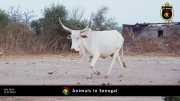 Tiere in Senegal 037