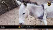 Tiere in Senegal 053