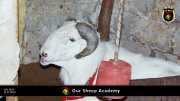 Unsere "Sheep Akademie" in Senegal 011