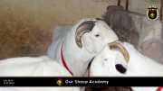 Unsere "Sheep Akademie" in Senegal 013