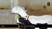 Unsere "Sheep Akademie" in Senegal 014